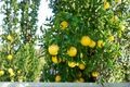 Swingle Citrumelo Citrus Hybrid Seedling Live Tree – Cold Hardy Trifoliate Orange & Grapefruit Cross