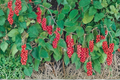 Live Eastern Prince Schisandra Vine Climbing Plant for Edible Landscape & Trellises | Schisandra chinensis