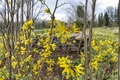 Heirloom Forsythia Live Plant 1 Gallon Pot – Forsythia suspensa Early Yellow Spring Flowering Shrub for Garden Landscape