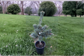 Japanese White Pine ‘Koru’ Live Plant 1 Gallon Pot, Compact Evergreen Conifer Tree, Pinus parviflora