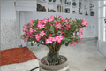 Desert Rose Seeds, Adenium Obesum, Flowering Succulent, 10 Seeds for Indoor & Outdoor Gardens