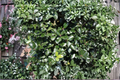 Blue Prince Holly Live Plant – 1 Gallon Pot, Evergreen Male Ilex x meserveae, Blue-Green Foliage, Landscape Shrub