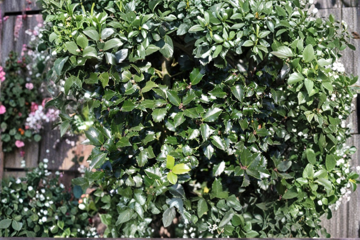 Blue Prince Holly Live Plant – 1 Gallon Pot, Evergreen Male Ilex x meserveae, Blue-Green Foliage, Landscape Shrub