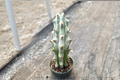 Ghost White Boobie Cactus Live Plant – 4 Inch Pot Myrtillocactus Geometrizans Succulent Indoor Decor