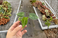 Alocasia Frydek Live Plant | Rooted Starter | Velvet Elephant Ear | Alocasia micholitziana ‘Frydek’ Tropical Houseplant