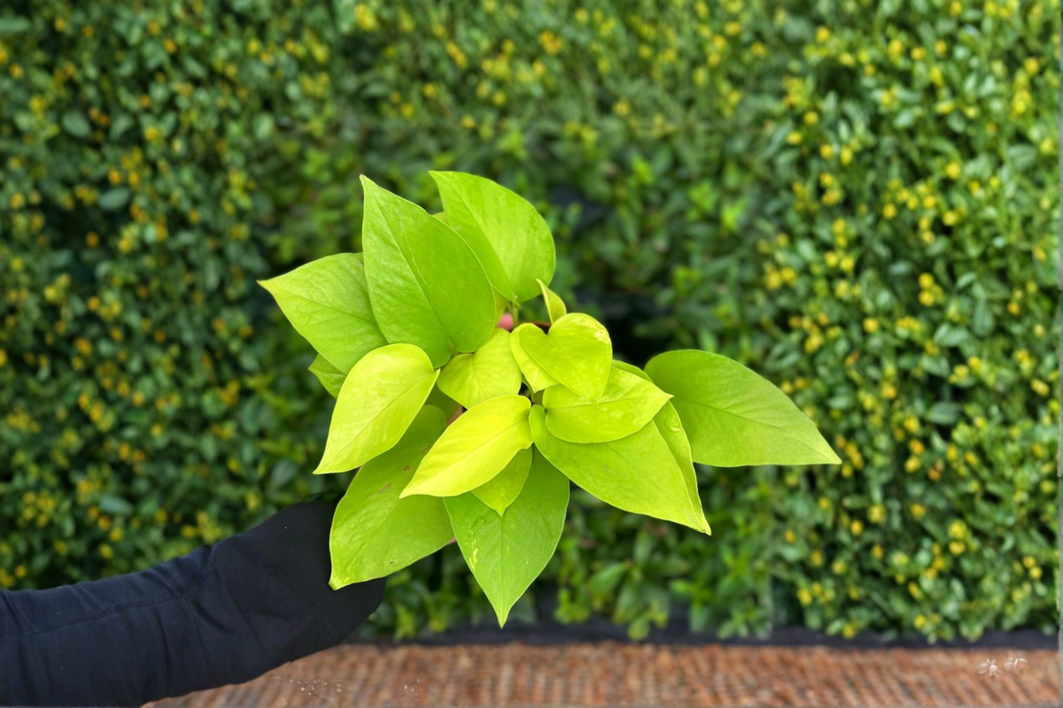 Neon Pothos Live Plant in 4-Inch Pot, Epipremnum Aureum Bright Green Trailing Houseplant, Indoor Decor, Easy Care