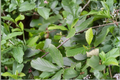 Live Plant – 1 Gallon Pot Smooth Alder (Alnus serrulata) Native Shrub for Wet Soil Landscaping