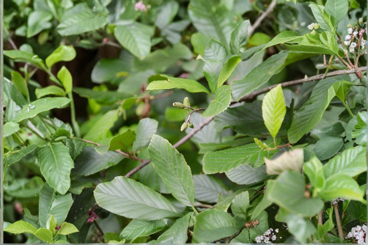 Live Plant – 1 Gallon Pot Smooth Alder (Alnus serrulata) Native Shrub for Wet Soil Landscaping