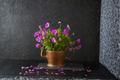 Royal Regal Geranium Live Plant – Purple Pink Pelargonium × domesticum for Containers & Gardens