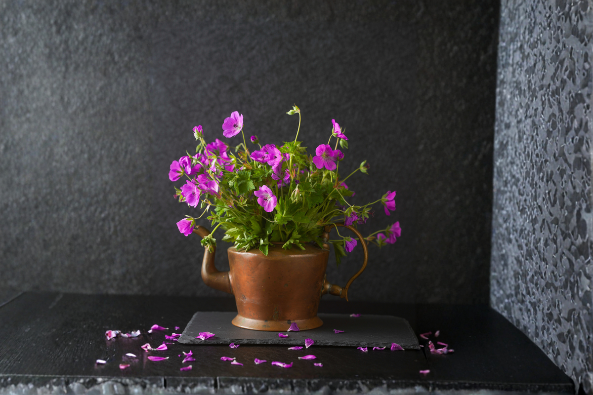Royal Regal Geranium Live Plant – Purple Pink Pelargonium × domesticum for Containers & Gardens