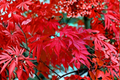 Bloodgood Japanese Red Maple Seeds - Acer palmatum ‘Bloodgood’ Ornamental Tree for Bonsai, Indoor & Outdoor Growing, Deep Red Foliage