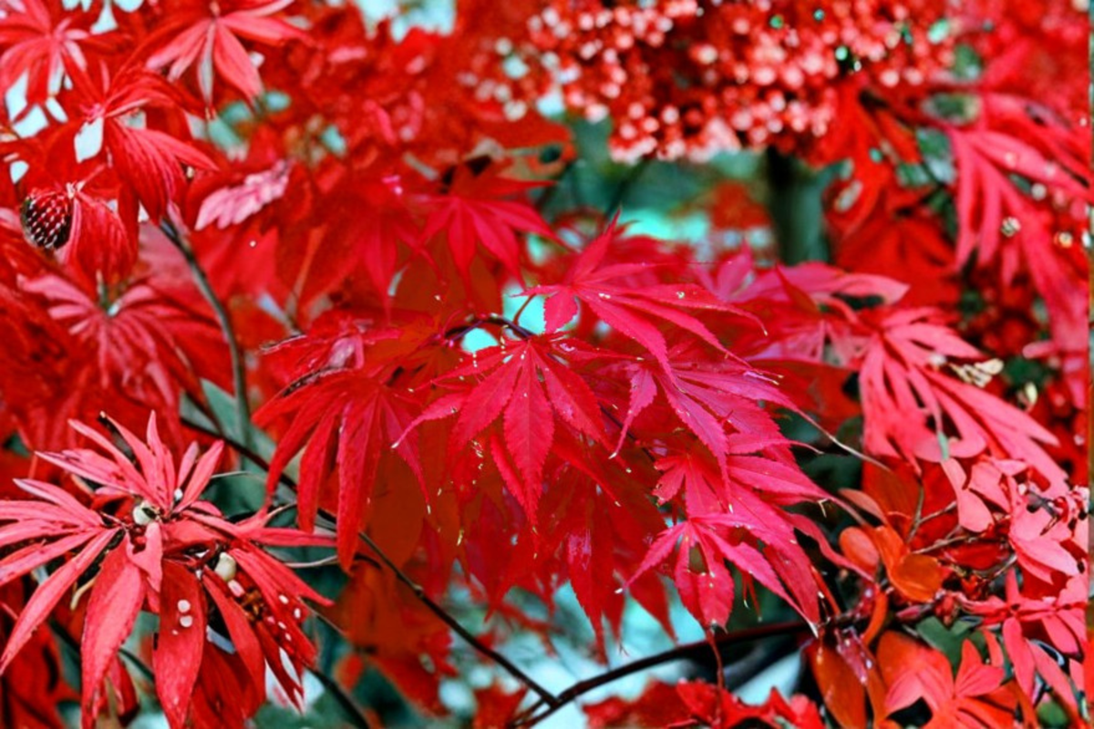 Bloodgood Japanese Red Maple Seeds - Acer palmatum ‘Bloodgood’ Ornamental Tree for Bonsai, Indoor & Outdoor Growing, Deep Red Foliage