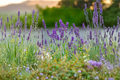 Phenomenal Lavender Live Plants, 1 Qt Pots, Purple Flowers, Lavandula × intermedia 'Phenomenal' Perennial