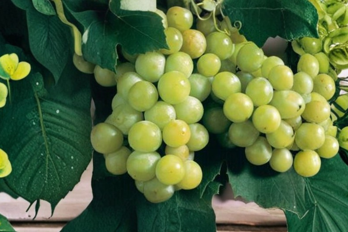 Niagara Grape Vine Live Plant 1 Gallon, White Grape Climbing Vine for Garden Vineyard, Fruit Plant, Vitis labrusca