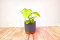 Two Toned Glazed Ceramic Indoor Plant Pot 5.5 Inch with Drainage Saucer for Succulents, Herbs, Flowers, Tropical Plants