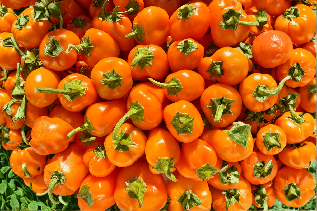 Aji Chinchi Amarillo Pepper Plants – 75+ Day Old Live Peruvian Hot Pepper Starter Plants for Garden, Container, Greenhouse
