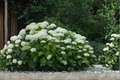Annabelle Hydrangea Plant – 4-Inch Pot, White Flowering Shrub for Shade Gardens, Hydrangea arborescens