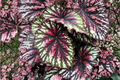 Begonia T-Rex Painter's Palette Live Plants, 1 Qt Pots, Colorful Foliage, Shade Garden, Ornamental Begonia, Begonia T-Rex
