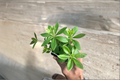 Organic Sweet Woodruff Live Plant, Galium odoratum, Ground Cover, Shade Garden, Perennial, White Flowers, Free Shipping