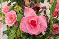 Waiheke Grandiflora Rose Live Starter Plant – Large Ornamental Blooming Rose – Rosa Grandiflora – Full Sun, USDA Zones 5-9