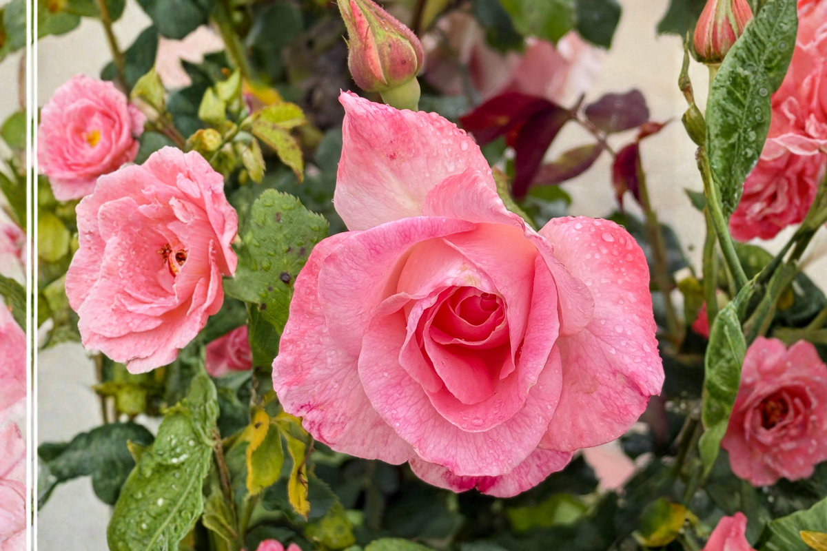 Waiheke Grandiflora Rose Live Starter Plant – Large Ornamental Blooming Rose – Rosa Grandiflora – Full Sun, USDA Zones 5-9