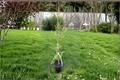 Japanese Larch ‘Paper Lanterns’ Live Plant, 1 Gallon, Deciduous Conifer, Larix kaempferi, 24 Inches Tall