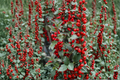 Blue Princess Holly Live Plant 1 Gallon Pot – Ilex × meserveae ‘Blue Princess’ Evergreen Shrub for Hedges & Landscaping