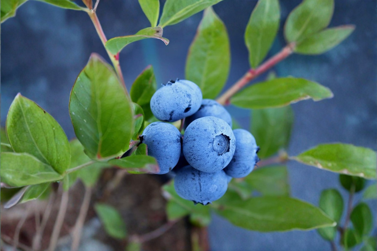 Sunshine Blue Blueberry Bush Live Plant 1 Gallon Pot, Compact Edible Shrub Vaccinium corymbosum for Patio Garden & Containers