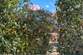 Longwood Gold Holly Live Plant – 4-Inch Pot, Ilex x attenuata, Evergreen Shrub with Yellow Berries for Garden Landscape