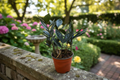 Black Queen ZZ Plant Live Indoor Houseplant 4-Inch Pot Zamioculcas zamiifolia Fully Rooted Tropical Gift