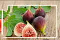 Violette de Bordeaux Fig Seeds – Dwarf Fruit Tree for Container Gardening, Ficus carica