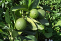 Persian Lime Tree Live Plant, 3 Gallon Citrus Fruit Tree, Green Foliage, Citrus × latifolia, Container Garden