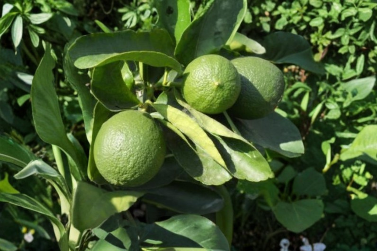 Persian Lime Tree Live Plant, 3 Gallon Citrus Fruit Tree, Green Foliage, Citrus × latifolia, Container Garden