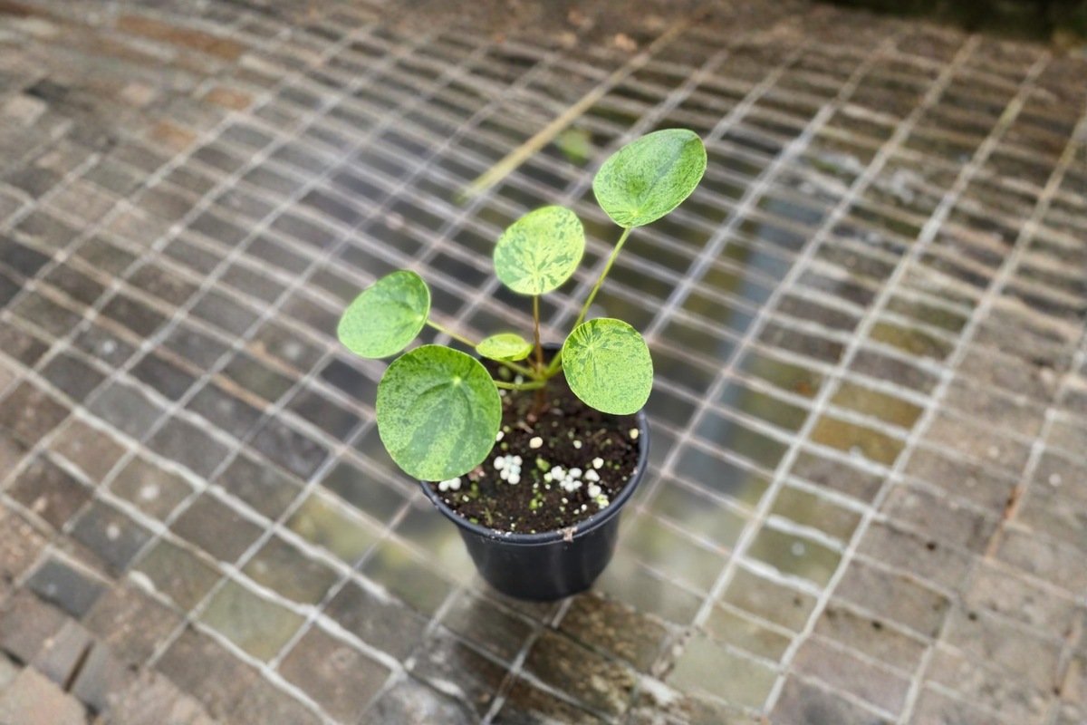 Variegated Pilea Peperomioides Live Plant - 2 Inch Pot Indoor Houseplant, Chinese Money Plant, Decorative Foliage