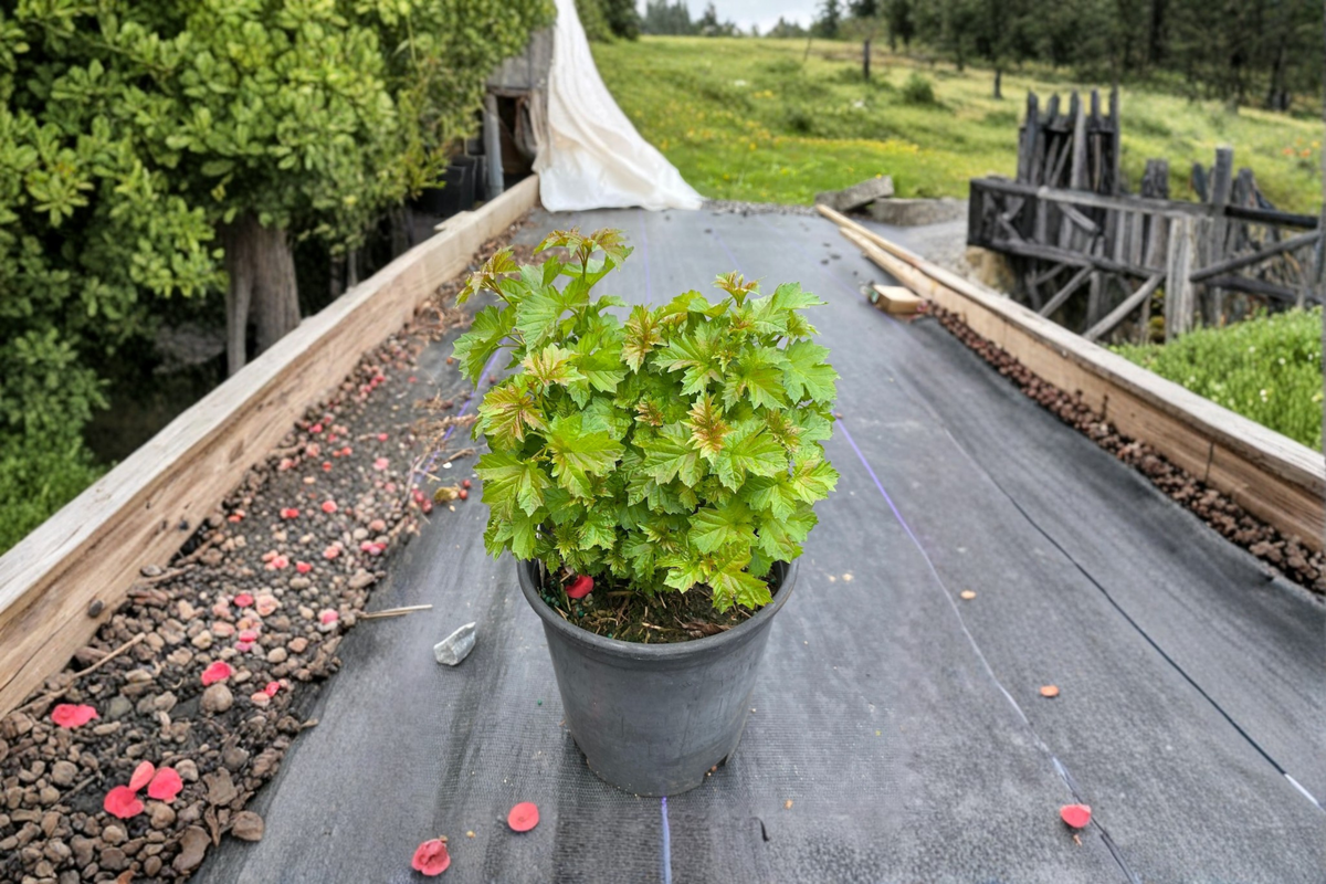 Dwarf European Snowball Viburnum Nanum Live Plant – Compact Green Shrub for Low Hedge & Garden Landscape