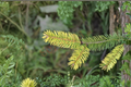 Golden Douglas Fir ‘Uwe’s Golden’ Live Plant – 12 Inch Dwarf Conifer in 1 Gallon Pot, Evergreen, Compact, Golden Yellow-Green Foliage