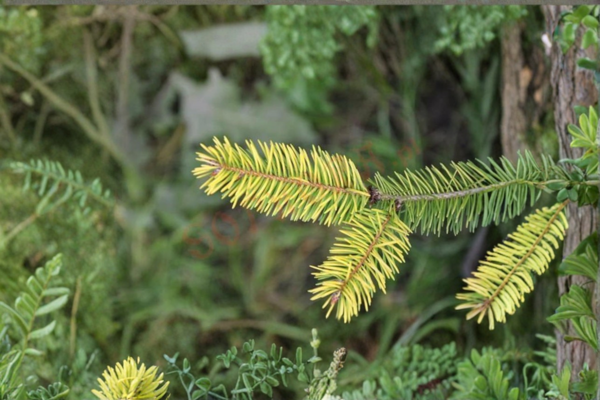 Golden Douglas Fir ‘Uwe’s Golden’ Live Plant – 12 Inch Dwarf Conifer in 1 Gallon Pot, Evergreen, Compact, Golden Yellow-Green Foliage