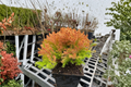 Rheingold Arborvitae Live Plant Quart Pot, Golden Evergreen Thuja Shrub for Landscaping and Borders