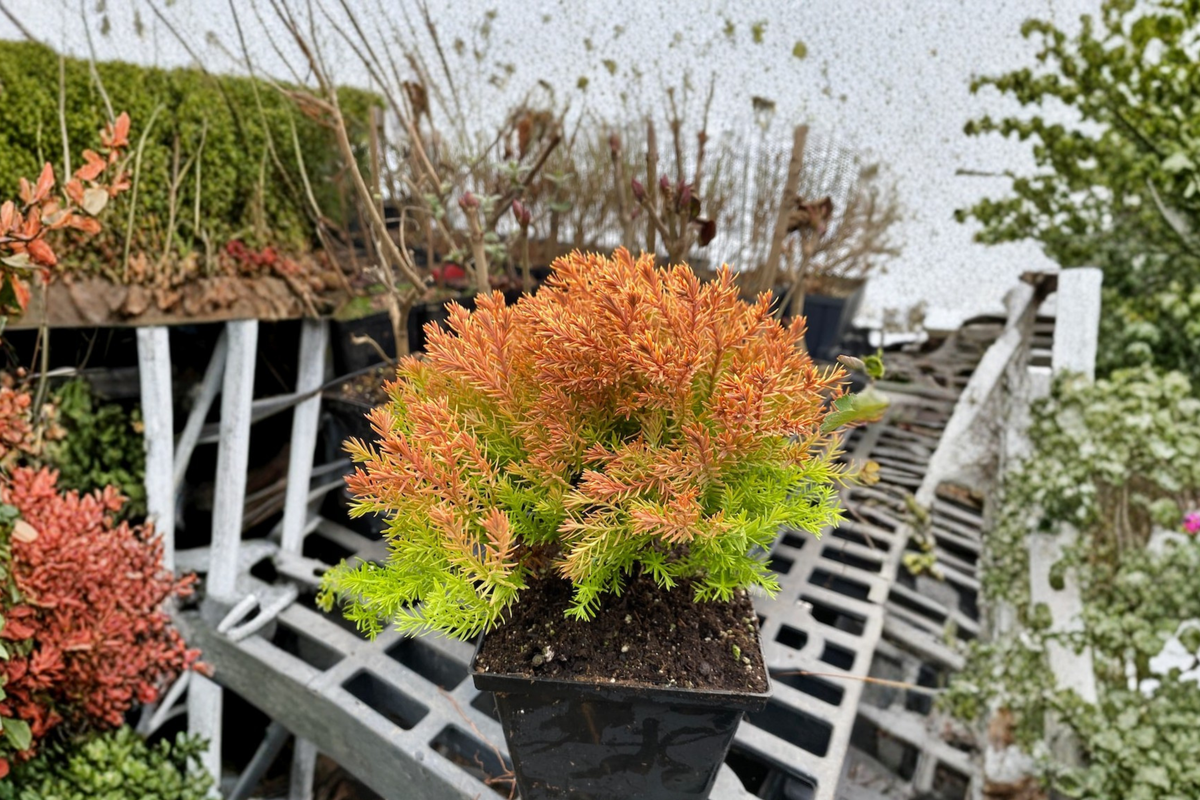 Rheingold Arborvitae Live Plant Quart Pot, Golden Evergreen Thuja Shrub for Landscaping and Borders