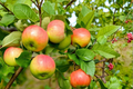 Anna Apple Tree 4-6 FT Live Fruit Tree for Backyard Orchard, Malus domestica, Sweet Apples