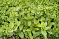 Kentucky Colonel Mint Live Herb Plant - Spearmint Mentha spicata Perennial Starter in Green Foliage