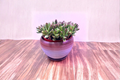 Gradient Glazed Ceramic Planter 4x3 Inches for Succulents, Herbs, Cacti, Indoor Houseplants