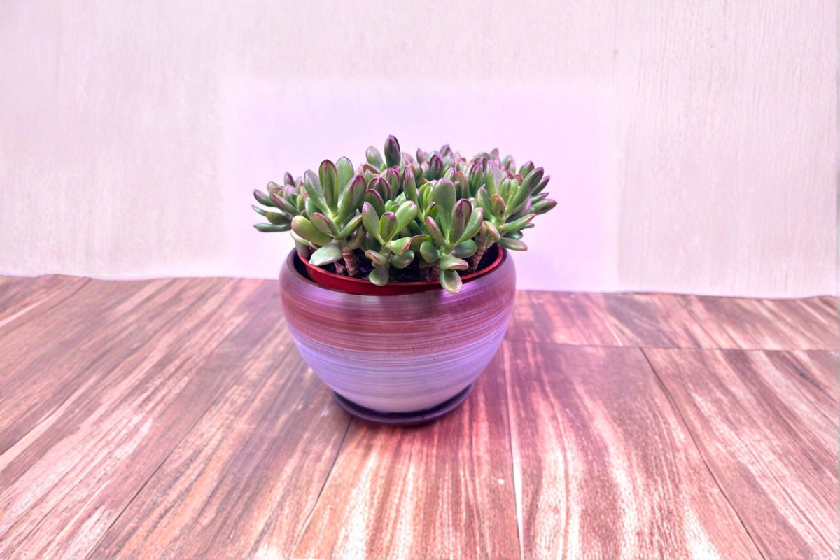 Gradient Glazed Ceramic Planter 4x3 Inches for Succulents, Herbs, Cacti, Indoor Houseplants