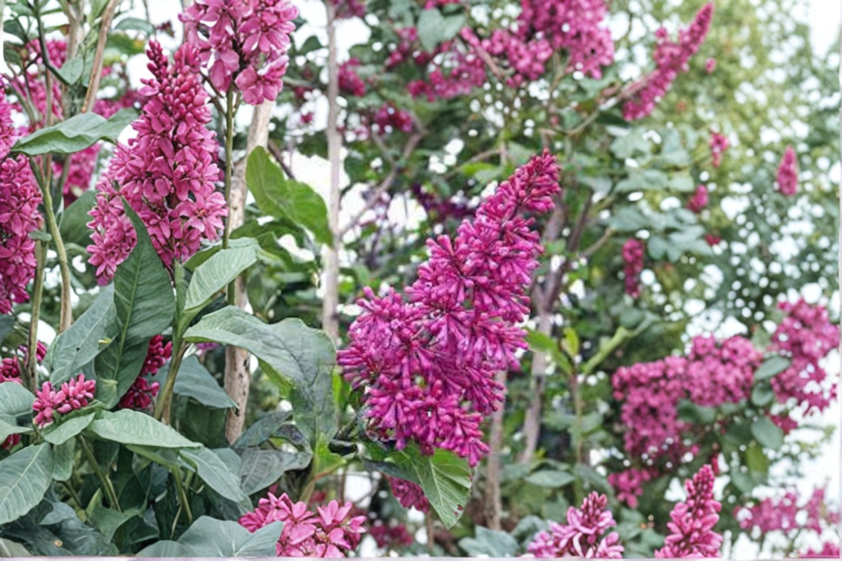 Lilac ‘Red Wine’ Shrub – 2 Gallon Live Plant Syringa prestoniae Red Purple Flowering Bush for Garden Landscape