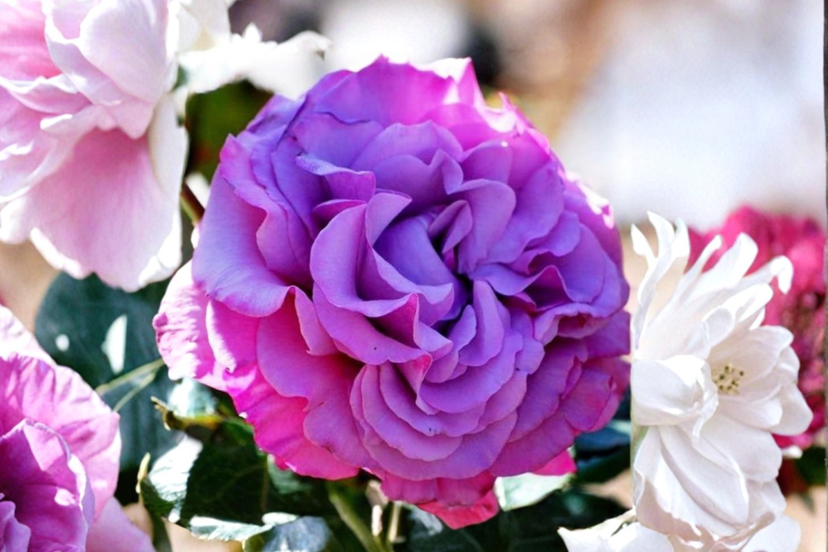 Hybrid Purple Rose Seeds – Fragrant Flowering Bush for Indoor & Outdoor Gardens, Rosa sp.