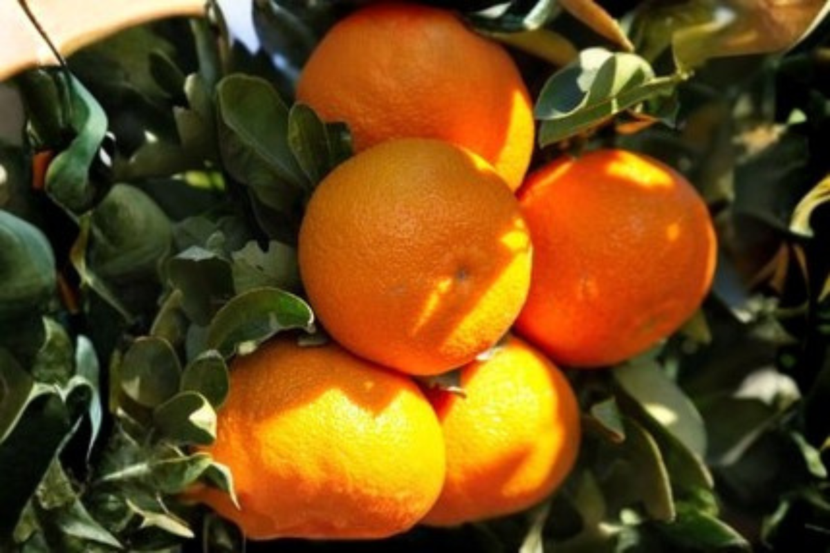 Excalibur Red Lime Citrus Hybrid Live Tree – Compact Container Plant, Rangpur Lime × Kumquat, Patio Garden