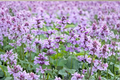 Summer Magic Catmint Live Plants – 3 Rooted Starters in 1 Qt Pots, Nepeta grandiflora, Lavender Purple, Perennial Flowers