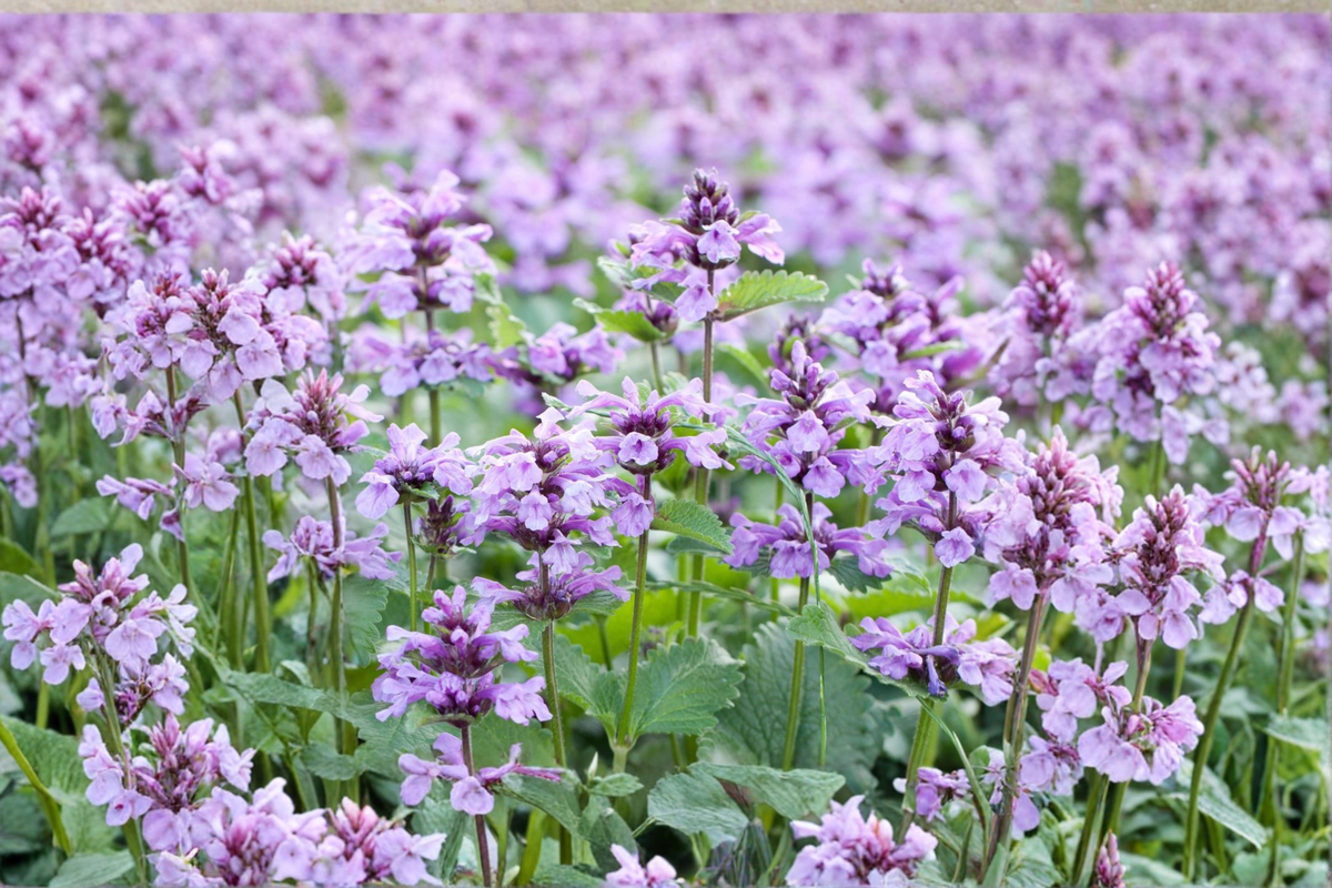 Summer Magic Catmint Live Plants – 3 Rooted Starters in 1 Qt Pots, Nepeta grandiflora, Lavender Purple, Perennial Flowers