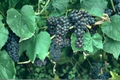Black Monukka Grape Vine Live Plant, Self-Fruitful Vitis vinifera, Purple Black Fruit, Climbing Vine for Backyard Garden