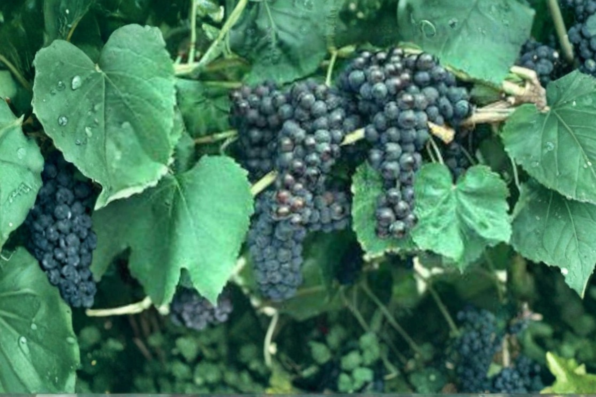 Black Monukka Grape Vine Live Plant, Self-Fruitful Vitis vinifera, Purple Black Fruit, Climbing Vine for Backyard Garden